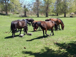 Квадратура круга: Тајне Суве планине