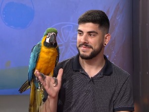 Српски доктор Дулитл разговара са птицама