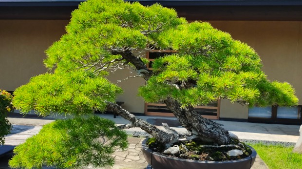 Bonsai  otelotvorenje istine o prirodi i ispit ljudskog karaktera | ivot  | RTS