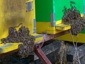  У пожешком крају за неколико дана нестало више од 40 кошница