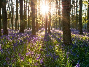 Ритам раног јутра