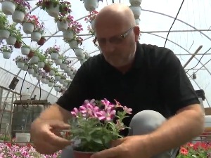 Мајур код Шапца: Раскошне боје и мириси сезонског цвећа