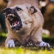 Које правне кораке предузети после уједа пса