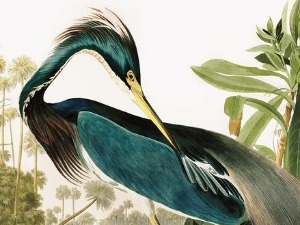 Птице Америке