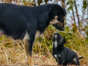 Призори из живота џукца