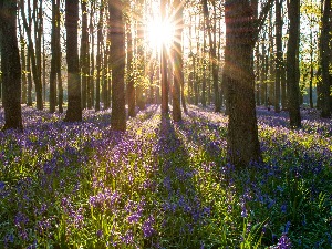 Ритам раног јутра