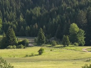 На свако посечено стабло плаћа се такса, колико се тог новца враћа у шуме