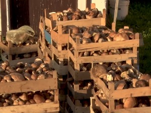 Поплаве у пожешком крају – кад печурке ничу после кише