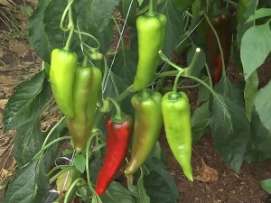 Може и без пестицида, употреба предатора против штеточина све популарнија у Србији