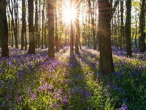 Ритам раног јутра