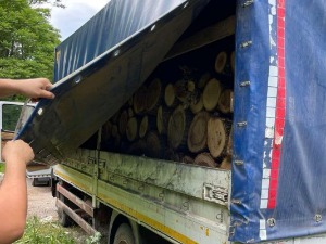 Појачана контрола шумских подручја, за дан откривено пет камиона са нелегално исеченим стаблима