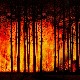 Šumski požari besne duže od 430 miliona godina 