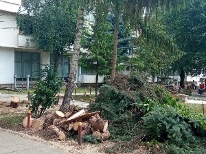 Олујни ветар обарао дрвеће у Врању