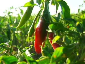 Знате ли шта је црвено злато и какве то везе има са крављим рогом