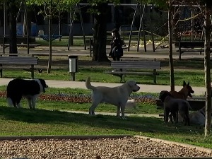 Јауци злостављаних животиња, има ли ко да их чује