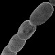 Откривена бактерија 5.000 пута већа од уобичајене