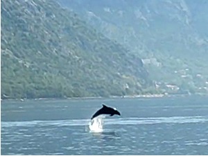 Kako se razigravaju delfini u Bokokotorskom zalivu