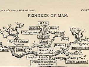 Нове анализе ДНК примате сада сврставају у групу глодара на еволутивном стаблу