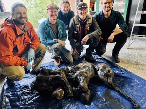 Залеђено младунче мамута пронађено у Канади, прво такво откриће у Северној Америци
