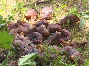 Мистерија Медаковића, ко разбацује пилеће главе и ногице по насељу