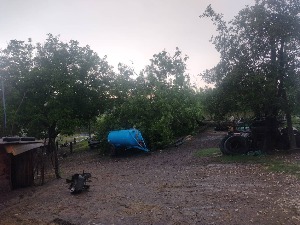 Ветар обарао стабла код Зајечара и Књажевца, пљусак у Лесковцу