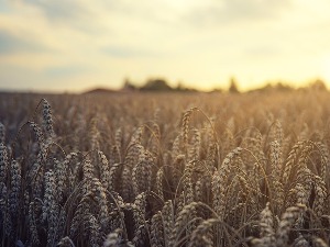 Žetva pšenice u punom zamahu, koliki se prinosi očekuju