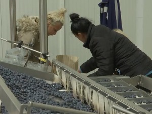 Неко ипак иде на посао у јакни на плус 35