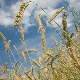 Država kupuje 131.000 tona pšenice po 40 dinara