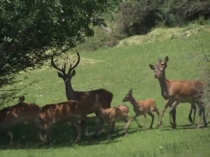 Повратак јелена у пријепољске шуме 
