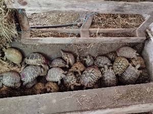 Спречено кријумчарење 281 корњаче заштићене врсте, кривичне пријаве против три особе