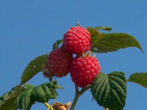 Рекордно висока цена малине привукла и лопове – полицијска сачекуша за крадљивце у црном БМВ-у