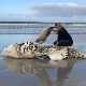 Orke objavile rat velikim belim ajkulama, masakrirana trupla na obali