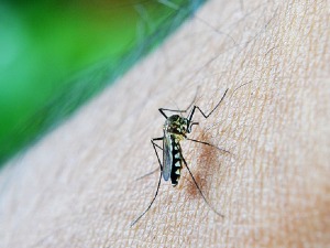 Комарци заражени вирусом Западног Нила откривени у три београдске општине