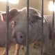 Кад купујете бут плаћате и филе – товљеници никад скупљи, а задовољних нема