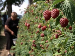 Органске малине у куршумлијским селима преродиле, сви задовољни