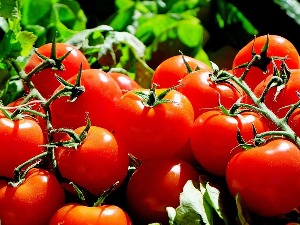 Парадајз је рајско воће, и за здравље – више него користан