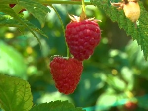 Зашто је у српским малињацима сваке године све мање рода 