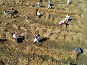 Приручник жетеоца из Суботице – како сачувати традицију ручног кошења пшенице