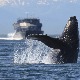 Бродови непажњом убију 20.000 китова годишње