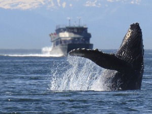 Бродови непажњом убију 20.000 китова годишње