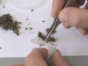 Лов на комарце, где су све пронађени заражени вирусом Западног Нила