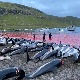 Након прошлогодишњег покоља Фарска Острва ограничавају лов делфина, убијаће „само“ 500 годишње