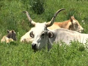 Зашто касне субвенције одгајивачима аутохтоних раса на југоистоку Србије