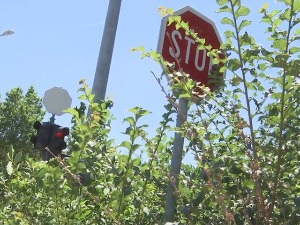 Зарaсли, прелепљени, окренути - какве проблеме возачима праве невидљиви знакови поред пута