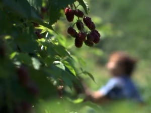 Производња купина неисплатива, откупљивачи обарају цену?