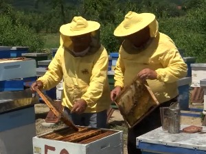Пчелари у бујановачком крају се све више удружују како би лакше добили помоћ, савете и пласирали мед 