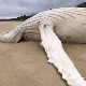 Море избацило леш белог грбавог кита на аустралијску обалу, стручњаци кажу да није Мигалу