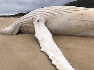 Море избацило леш белог грбавог кита на аустралијску обалу, стручњаци кажу да није Мигалу