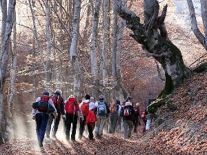 Траг-Између покрета и спорта