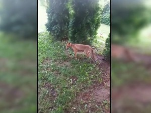 Шакали, змије и дивље свиње у Београду, да ли треба да их се плашимо